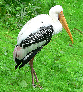 Stork Type of wading bird