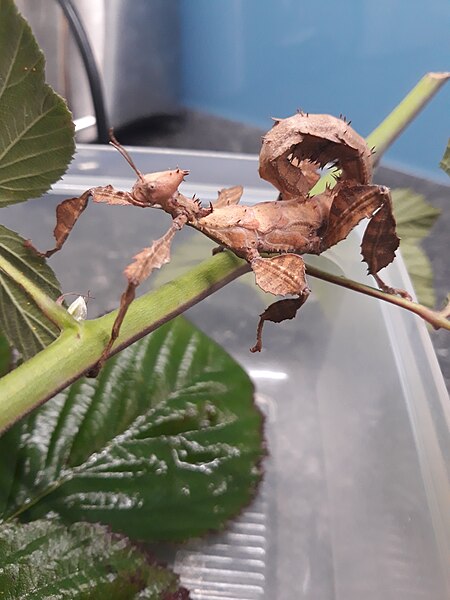 File:Strašilka australská (Extatosoma tiaratum).jpg