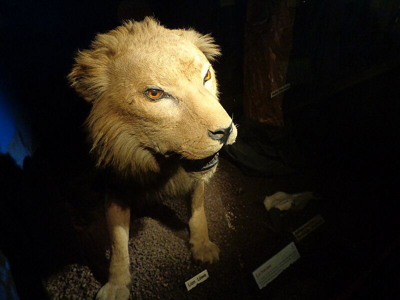 File:Strasbourg Musée zoologique (02).JPG