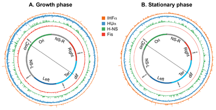 Genome-wide occupancy of nucleoid-associated proteins of E. coli. A circular layout of the E. coli genome depicting genome-wide occupancy of NAPs Fis, H-NS, HU, and IHF in growth and stationary phases in E. coli. Histogram plots of the genome occupancy of NAPs as determined by chromatin-immunoprecipitation coupled with DNA sequencing (ChIP-seq) are shown outside the circular genome. The bin size of the histograms is 300 bp. Figure prepared in circos/0.69-6 using the ChIP-Seq data from. Subhash nucleoid 03.png
