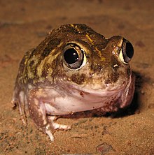 Sudell's Frog - Neobatrachus sudelli.jpg
