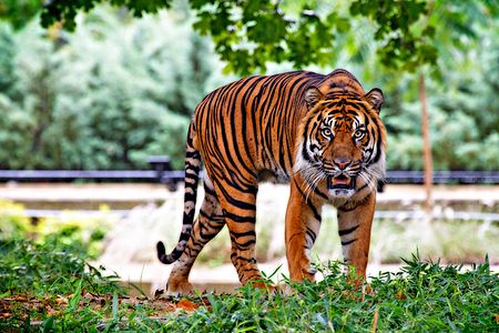 Tập_tin:Sumatran_Tiger_USFWS.jpg