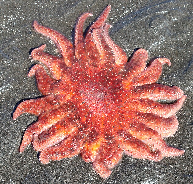 File:Sunflower Sea Star imported from iNaturalist photo 201456328 on 18 November 2023.jpg