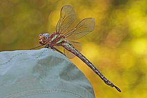 Descripción de la imagen Swamp Darner - Epiaeschna heros, Refugio Nacional de Vida Silvestre Patuxent, Laurel, Maryland - 02.jpg.