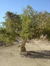 State Tree of Egypt