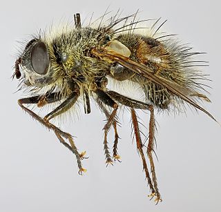 <i>Tachina lurida</i> Species of fly