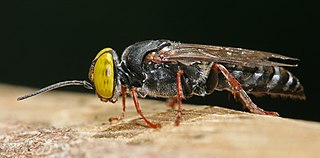Crabronidae Family of wasps