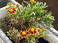 Tagetes 20050925.jpg