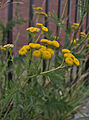 Tansy (Tanacetum vulgare)) blooming at the edge of a sidewalk in the Beechview neighborhood of Pittsburgh