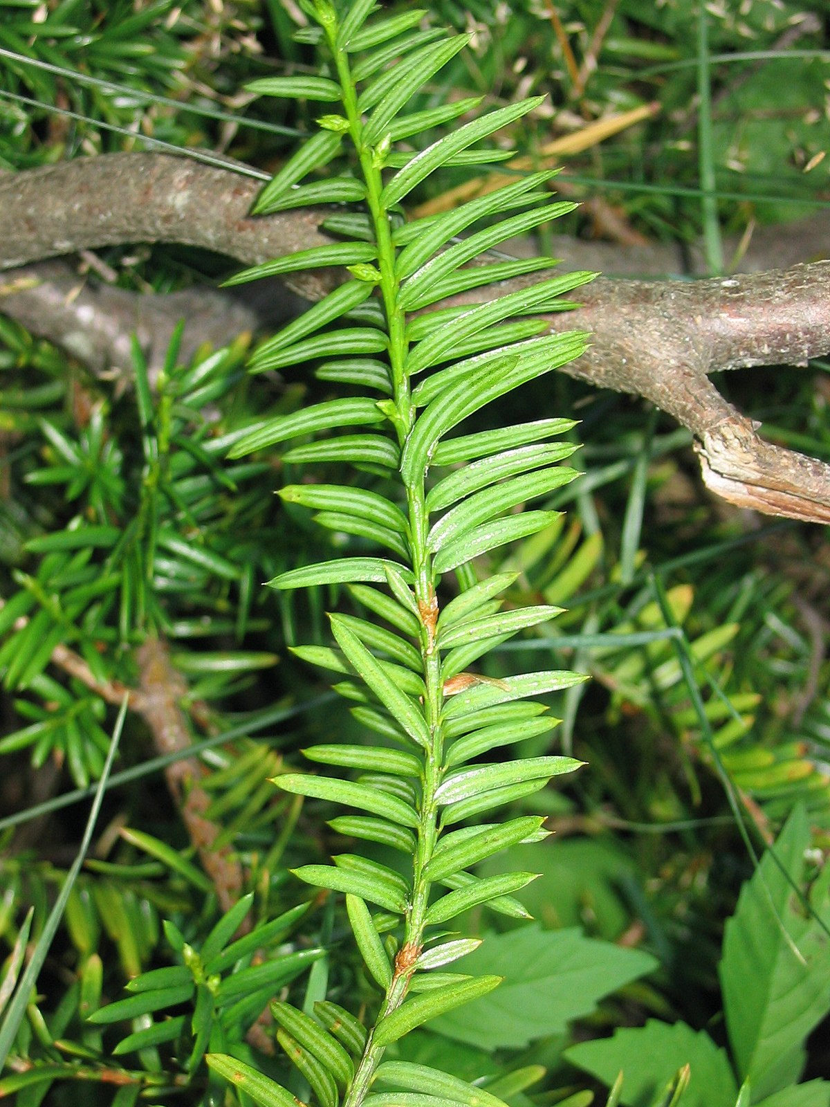 Taxus canadensis