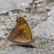 Temenis laothoe underside