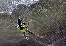 Cairns'de Çadır Örümceği - Cyrtophora moluccensis.jpg