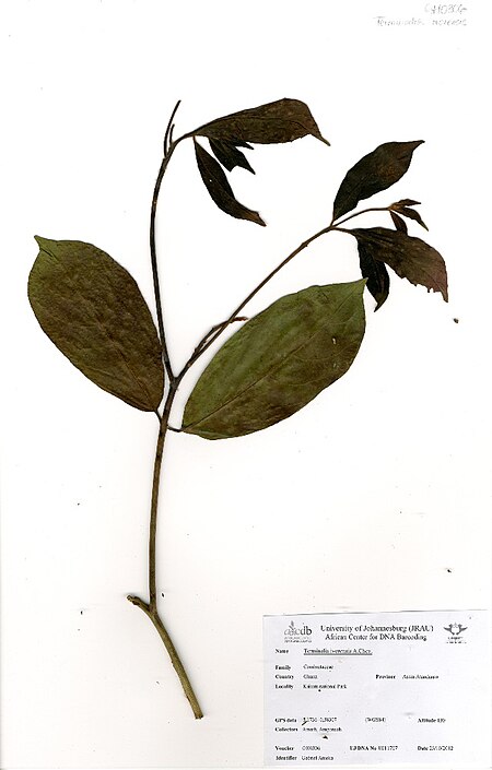 ไฟล์:Terminalia ivorensis A.Chev. (GH0306).jpg