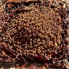 Tetragonula Hockingsi Brood Structure - ABeeC Hives Tetragonula Hockingsi Brood Structure.jpg