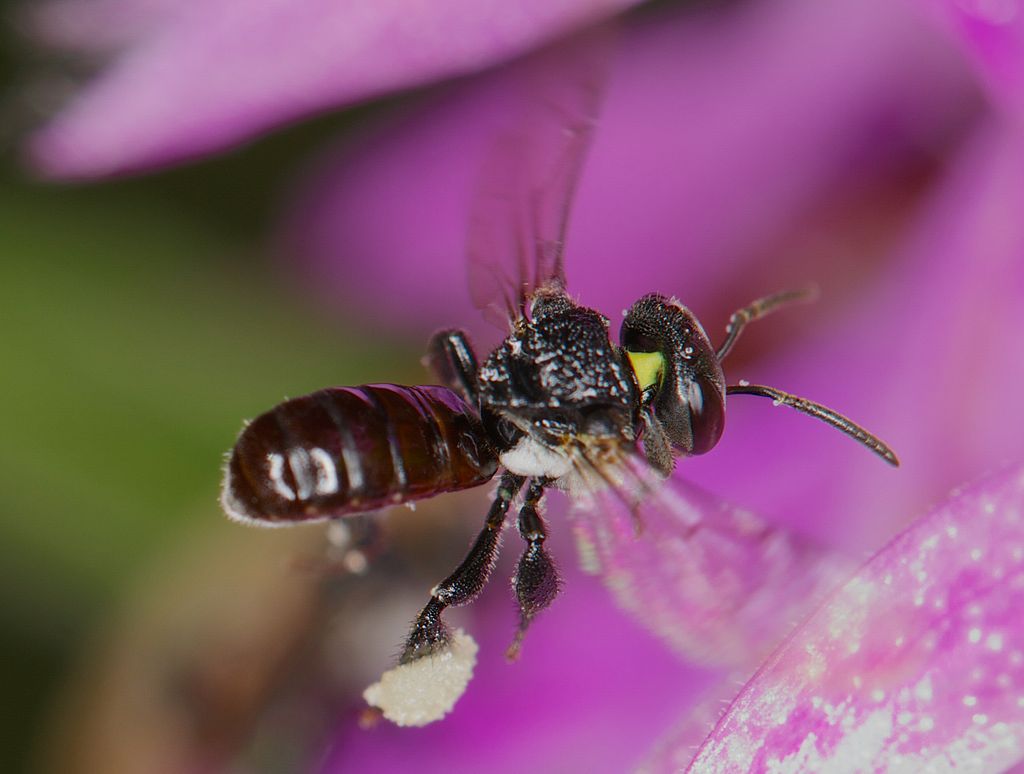 Tetragonula carbonaria (14521993792)