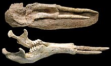 Skull and jaws of the "tetralophodont gomphothere" Tetralophodon longirostris, a proboscidean demonstrating mandibular symphysis elongation Tetralophodon longirostris skull - Batallones 2 fossil site, Torrejon de Velasco, Madrid, Spain.jpg