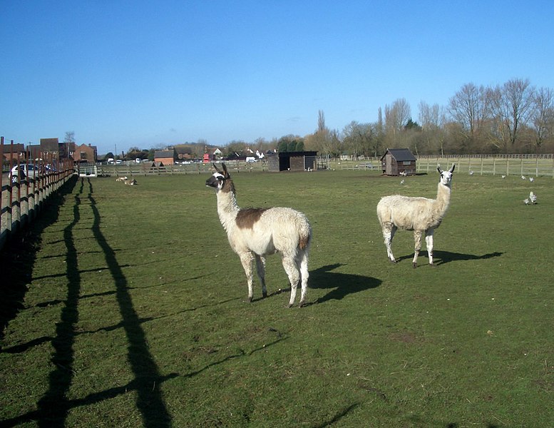 File:The Llamas of Stadhampton - geograph.org.uk - 1734160.jpg