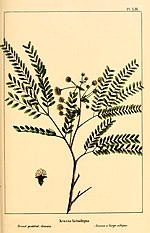 Miniatura para Lysiloma latisiliquum