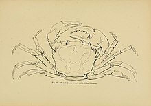 Tanganika muammosi; Markaziy Afrikada dengiz hayvonlari mavjudligiga oid olib borilgan tadqiqotlar (1903) (14587972137) .jpg