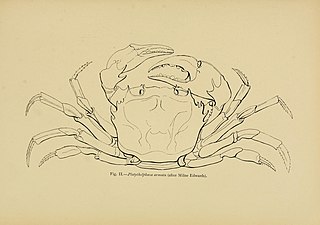 <i>Platythelphusa</i> Genus of crabs