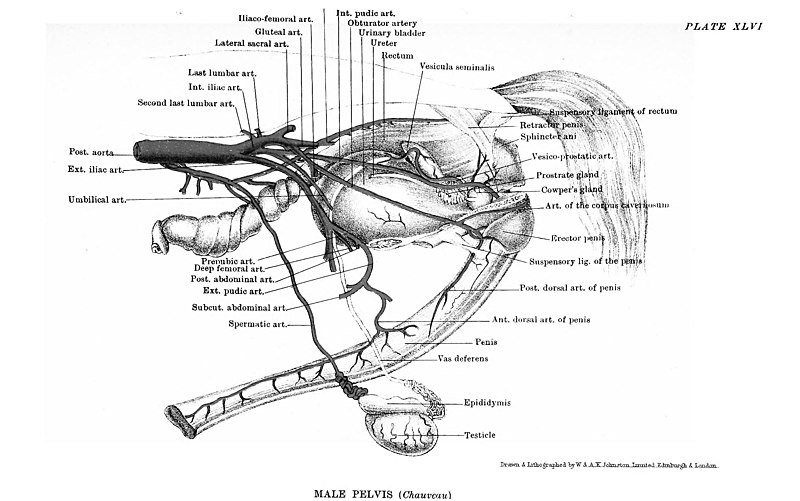 File:The anatomy of the horse, a dissection guide (1902) (20534126678).jpg