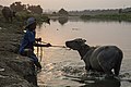 The boy and the Buffalo