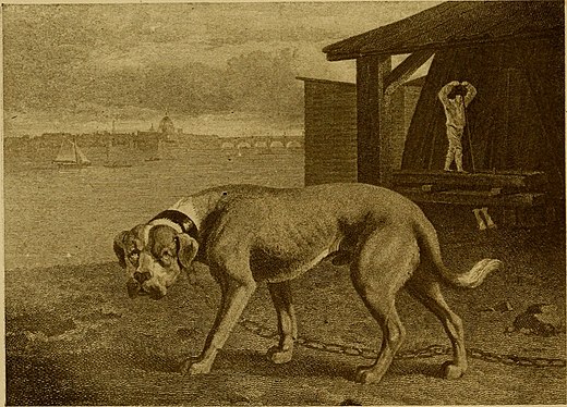 The Mastiff by Philip Reinagle, 1805