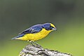 * Nomination Thick-billed euphonia (Euphonia laniirostris melanura) male --Charlesjsharp 09:54, 30 September 2023 (UTC) * Promotion  Support Good quality. --Poco a poco 11:40, 30 September 2023 (UTC)