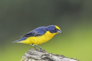 <span class="mw-page-title-main">Thick-billed euphonia</span> Species of bird