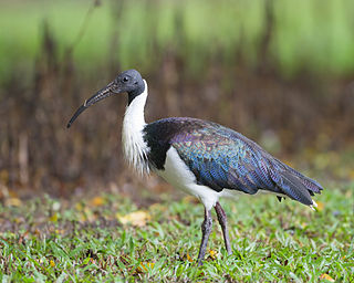 Straw-necked ibis Species of bird
