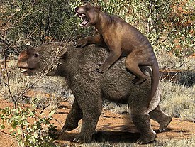 Thylacoleo