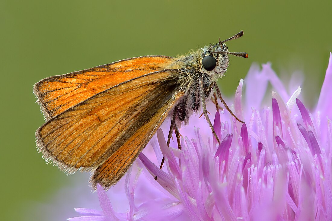 Small skipper