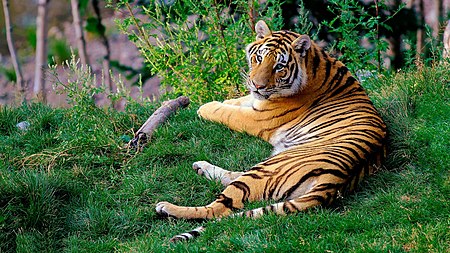 Tập_tin:Tiger_Resting.jpg