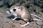 Thumbnail for Tipton kangaroo rat