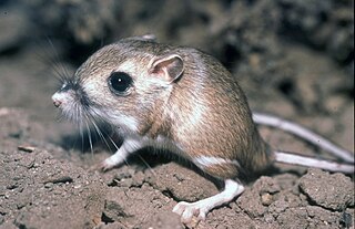 <span class="mw-page-title-main">Tipton kangaroo rat</span> Subspecies of rodent