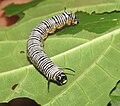 Tirumala septentrionis - Dark Blue Tiger life cycle caterpillar at Peravoor (61).jpg