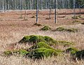 Rašeliniště "Torfowisko pod Zieleńcem", přírodní rezervace v Górách Bystrzických