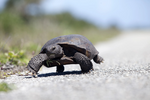 Cette tortue Gophère Polyphème déambule le long de la route de plage de la rampe de lancement 39B du centre spatial Kennedy de la NASA en Floride[5].