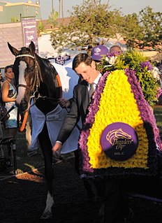 Tourist (horse) American-bred Thoroughbred racehorse