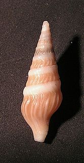 <i>Toxiclionella</i> Genus of gastropods