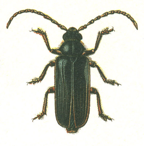 File:Tragosoma depsarium.jpg