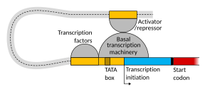 The regulatory sequence elements (yellow) at the start of a eukaryotic protein-coding gene, can be immediately upstream of the open read frame (ORF, red), or many kilobases away (upstream or downstream). Promoter and enhancer regions up-regulate (and silencers downregulate) transcription from DNA to mRNA. The 5' and 3' untranslated regions of that mRNA (UTR, blue) then regulate translation into the final protein product.[34]