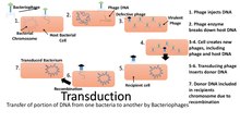 Transduction image Transduction image.pdf