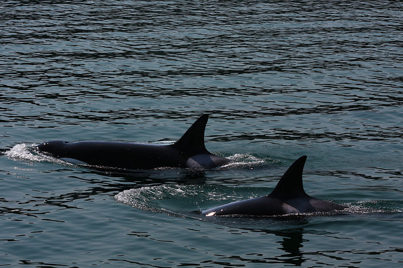 File:Transient Orcas (3727711709).jpg