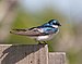 Tree swallow male on nest box (94329).jpg