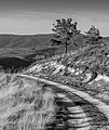 * Nomination Gravel track leading up to the summit of Cerro de Treviño. County of Treviño, Spain --Basotxerri 09:51, 18 March 2017 (UTC) * Promotion  Comment Good, But as black-and-white photograph improvable. For example more contrast, more black, more white. --XRay 10:32, 18 March 2017 (UTC)  Done I think you're right, that version was quite pale. Please check now. --Basotxerri 13:14, 18 March 2017 (UTC) Good quality. Much better. Thank you. --XRay 18:30, 18 March 2017 (UTC)