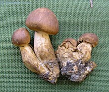 Tricholoma imbricatum.jpg