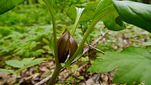 Trillium petiolatum Trillium petiolatum- Washington.jpg
