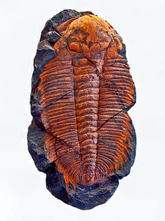 Trilobita - Hidrosefalus carens.JPG