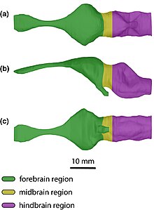 Trilophosuchus brain regions Trilophosuchus brain regions.jpg